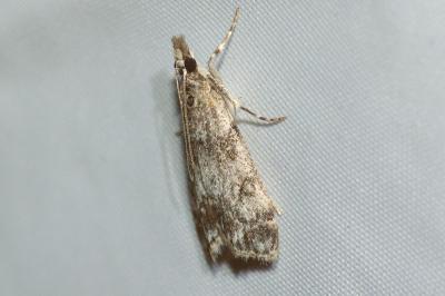 <i>Eudonia angustea</i>