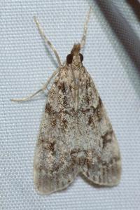 <i>Eudonia lacustrata</i>