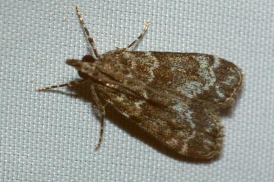 <i>Eudonia mercurella</i>