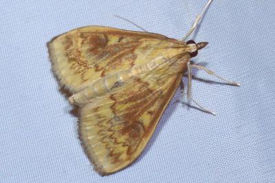 <i>Ostrinia nubilalis/scapulalis</i>