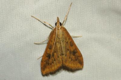 <i>Udea ferrugalis</i>
