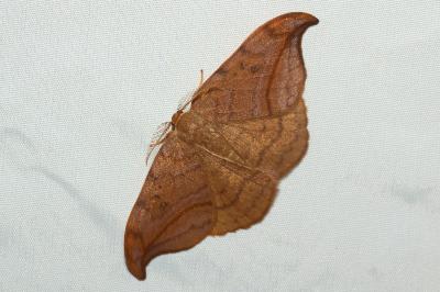 <i>Drepana curvatula</i>