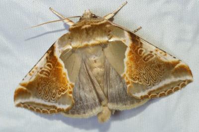 <i>Habrosyne pyritoides</i>