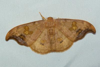 <i>Sabra harpagula</i>