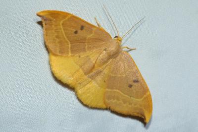 <i>Watsonalla binaria</i>