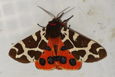 <i>Arctia caja</i>