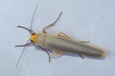 <i>Manulea complana</i>
