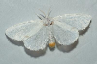 <i>Sphrageidus similis</i>