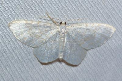 <i>Asthena albulata</i>