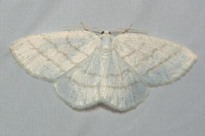 <i>Cabera pusaria</i>