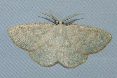 <i>Cabera exanthemata</i>