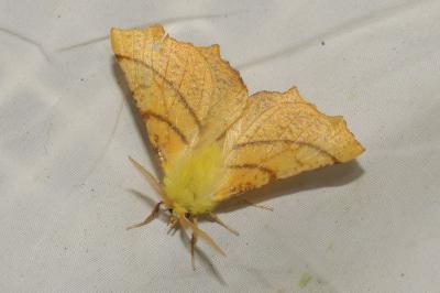 <i>Ennomos alniaria</i>