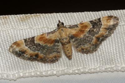 <i>Eupithecia linariata</i>