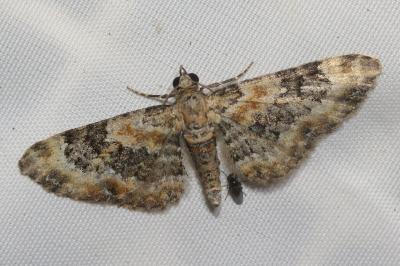 <i>Eupithecia pulchellata</i>