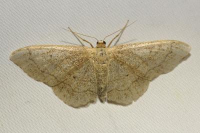 <i>Idaea aversata</i>