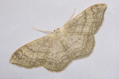 <i>Idaea aversata</i>