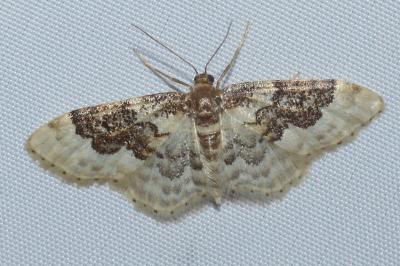 <i>Idaea rusticata</i>