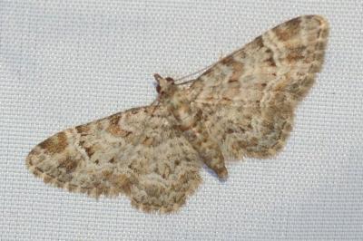 <i>Gymnoscelis rufifasciata</i>