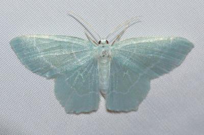 <i>Jodis lactearia</i>