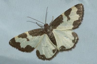 <i>Lomaspilis marginata</i>