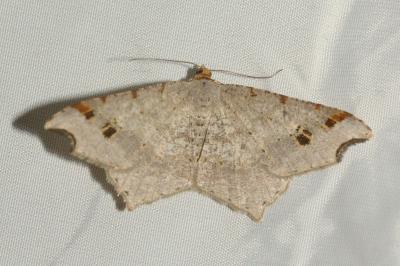 <i>Macaria alternata</i>