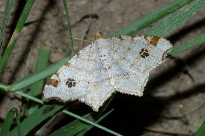<i>Macaria notata</i>