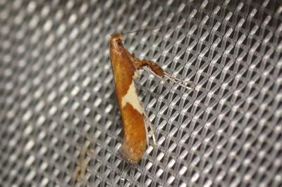 <i>Caloptilia stigmatella</i>