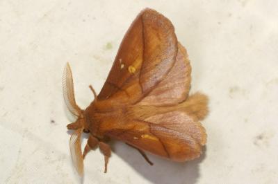 <i>Euthrix potatoria</i>