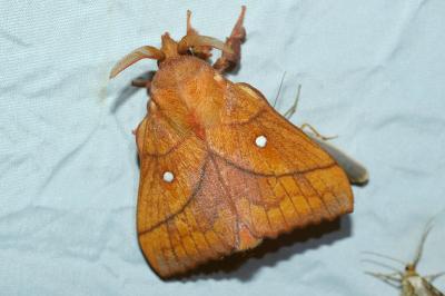 <i>Odonestis pruni</i>