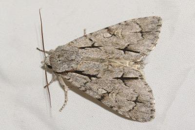 <i>Acronicta psi</i>
