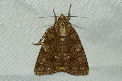<i>Acronicta rumicis</i>