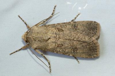<i>Agrotis segetum</i>