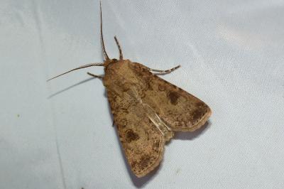 <i>Agrotis segetum</i>