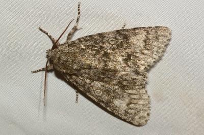 <i>Acronicta megacephala</i>