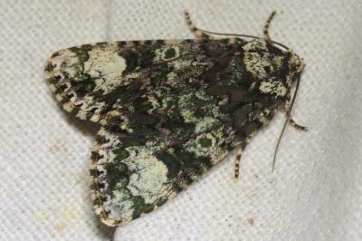 <i>Craniophora ligustri</i>