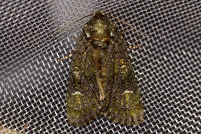 <i>Craniophora ligustri</i>