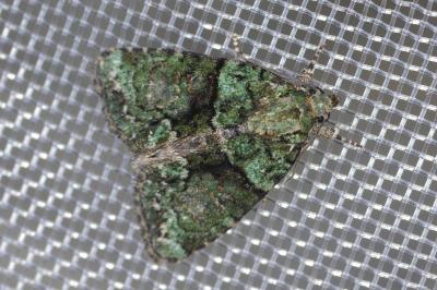 <i>Cryphia algae</i>