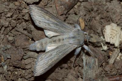 <i>Cucullia umbratica</i>