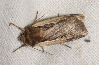 <i>Ochropleura leucogaster</i>