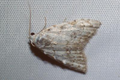<i>Nola confusalis</i>