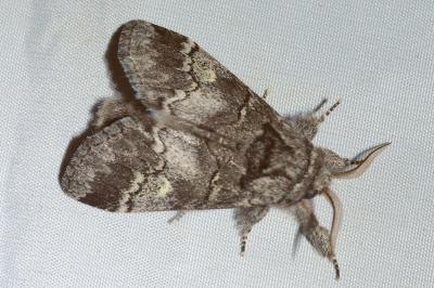 <i>Drymonia querna</i>
