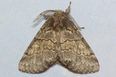 <i>Gluphisia crenata</i>