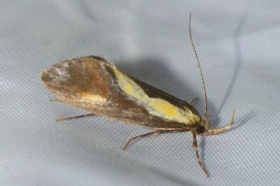 <i>Harpella forficella</i>