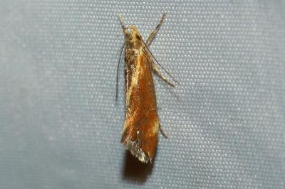 <i>Metalampra italica</i>