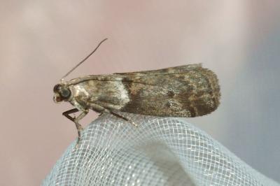 <i>Acrobasis consociella</i>