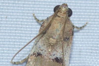<i>Acrobasis fallouella</i>