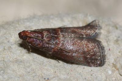 <i>Acrobasis advenella</i>