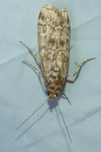 <i>Dioryctria simplicella</i>