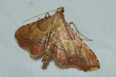 <i>Endotricha flammealis</i>