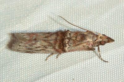 <i>Nephopterix angustella</i>